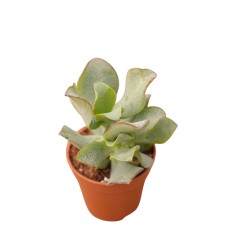 Vendita Crassula undulatifolia | Albero di Giada Riccio | MondoPiante 2