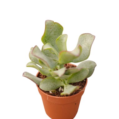 Vendita Crassula undulatifolia | Albero di Giada Riccio | MondoPiante