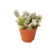 Vendita Adromischus triflorus | Succulenta Maculata | MondoPiante