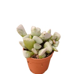 Vendita Adromischus triflorus | Succulenta Maculata | MondoPiante 2