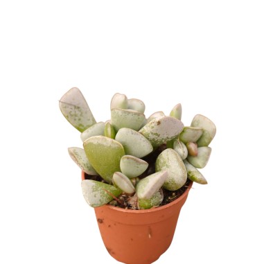Vendita Adromischus triflorus | Succulenta Maculata | MondoPiante