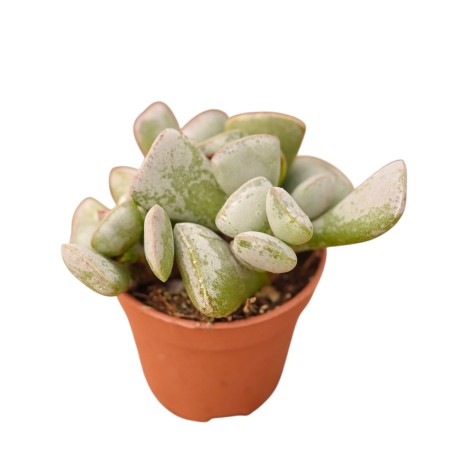 Vendita Adromischus triflorus | Succulenta Maculata | MondoPiante