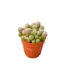 Vendita Frithia pulchra | Pianta Finestra | MondoPiante