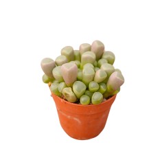 Vendita Frithia pulchra | Pianta Finestra | MondoPiante 2