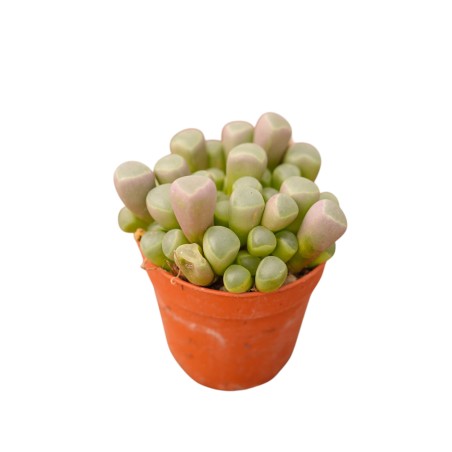 Vendita Frithia pulchra | Pianta Finestra | MondoPiante