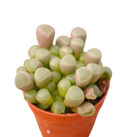 Vendita Frithia pulchra | Pianta Finestra | MondoPiante