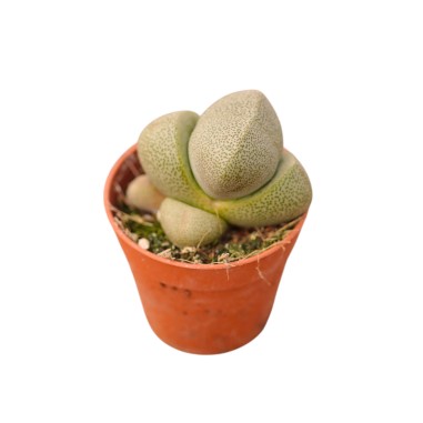 Vendita Lithops | Piante Grasse Sassi Viventi | MondoPiante