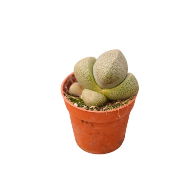 copy of Pianta Grassa Sempervivum Arachnoideum