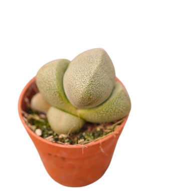 Vendita Lithops | Piante Grasse Sassi Viventi | MondoPiante