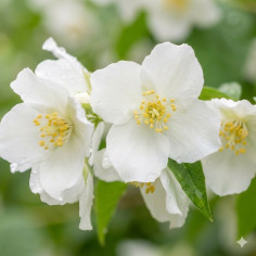 Pianta Philadelphus (Fior d'Angelo) Vaso 18 cm | Mondo Piante
