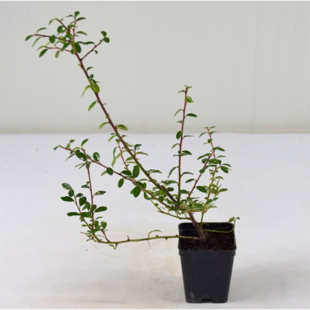 Vendita Piante di Cotoneaster Queen of Carpets Vaso 7cm |Mondo Piante