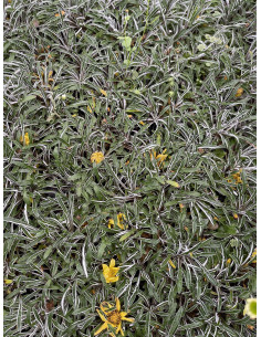 Pianta Dymondia in Vaso-Tappezzante Calpestabile Online|Mondo Piante