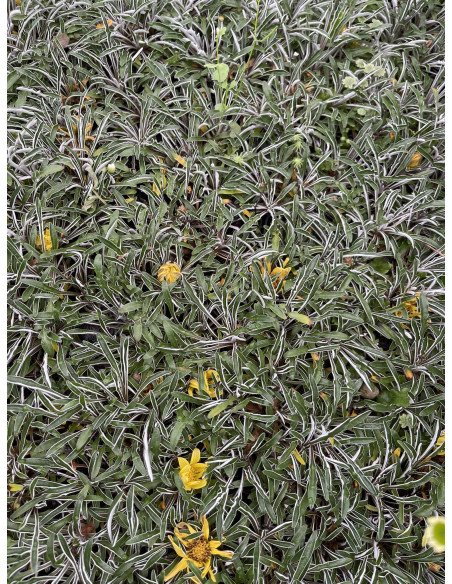 Pianta Dymondia in Vaso-Tappezzante Calpestabile Online|Mondo Piante