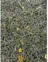 Abelia Plant for Sale - Bush Plants Online | Mondo Piante