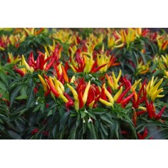 Vendita Peperoncino Tabasco | Pianta in Vaso | MondoPiante