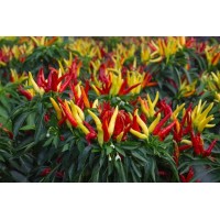 Vendita Peperoncino Tabasco | Pianta in Vaso | MondoPiante