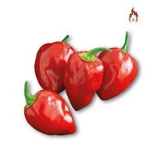 Vendita Pianta Peperoncino Habanero Red | Classico Infallibile