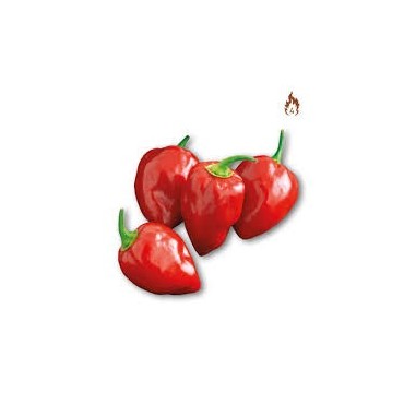 Vendita Pianta Peperoncino Habanero Red | Classico Infallibile