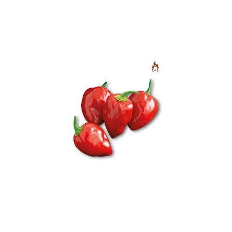 Vendita Pianta Peperoncino Habanero Red | Classico Infallibile