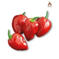 Vendita Pianta Peperoncino Habanero Red | Classico Infallibile