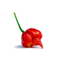 Vendita Pianta Peperoncino Trinidad Scorpion | Mondo Piante