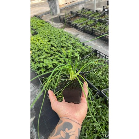 Vendita Piante di Erba cipollina Vaso 7cm-Piante Aromatiche|MondoPiante
