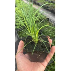 Pianta Erba Cipollina Vaso 7 cm | Mondo Piante 2