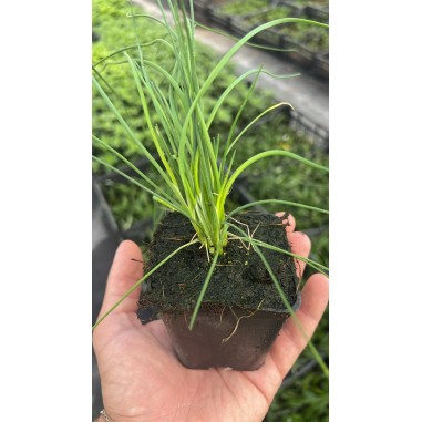 Vendita Piante di Erba cipollina Vaso 7cm-Piante Aromatiche|MondoPiante