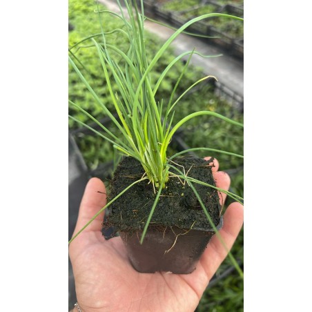 Vendita Piante di Erba cipollina Vaso 7cm-Piante Aromatiche|MondoPiante