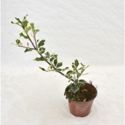 Pianta di Ilex in Vaso... 2