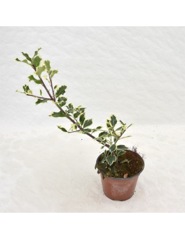 Pianta di Ilex in Vaso 18cm- Vendita Pianta Da Cespuglio |Mondo Piante