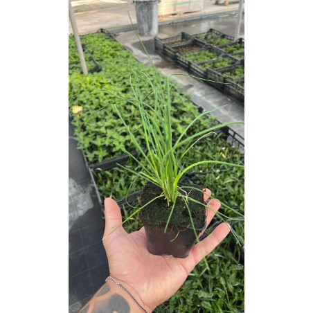 Vendita Piante di Erba cipollina Vaso 7cm-Piante Aromatiche|MondoPiante