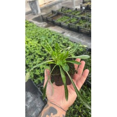 Gazania Nivea Plant for Sale - Bush Plants Online | Mondo Piante 2