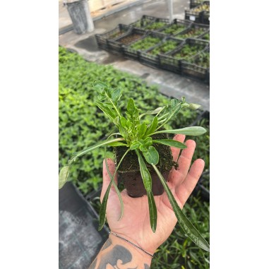 5 Piante di Gazania Vaso 7cm - Piante Da Cespuglio |Mondo Piante