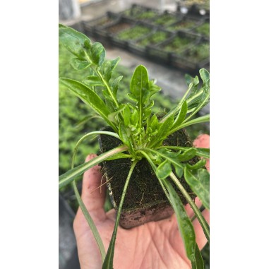 5 Piante di Gazania Vaso 7cm - Piante Da Cespuglio |Mondo Piante