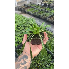 Gazania Nivea Plant for Sale - Bush Plants Online | Mondo Piante