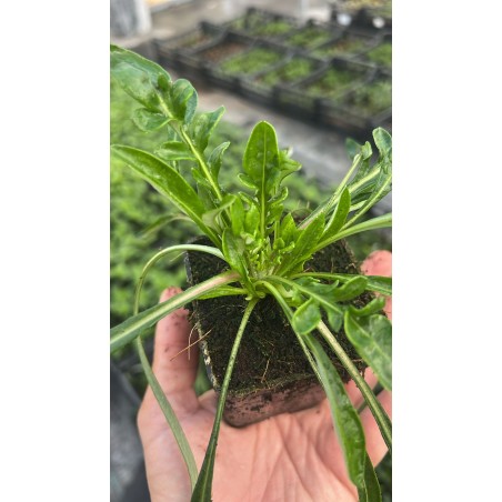 Gazania Nivea Plant for Sale - Bush Plants Online | Mondo Piante