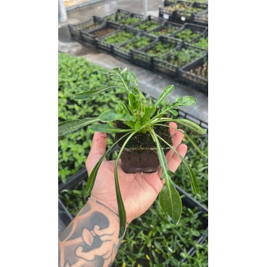 Gazania Nivea Plant for Sale - Bush Plants Online | Mondo Piante