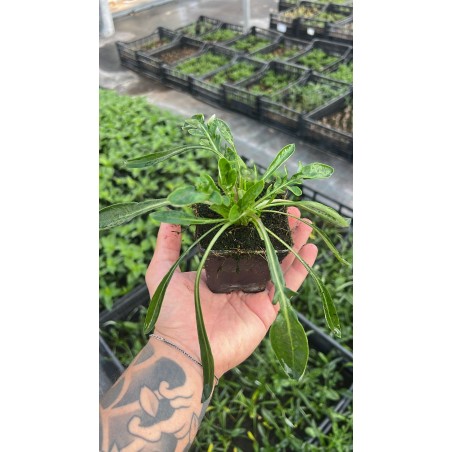 Gazania Nivea Plant for Sale - Bush Plants Online | Mondo Piante