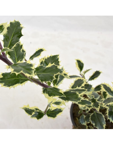 Pianta di Ilex in Vaso 18cm- Vendita Pianta Da Cespuglio |Mondo Piante