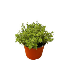 Pianta di Timo al Limone Vaso 18cm-Piante Aromatiche|Mondo Piante