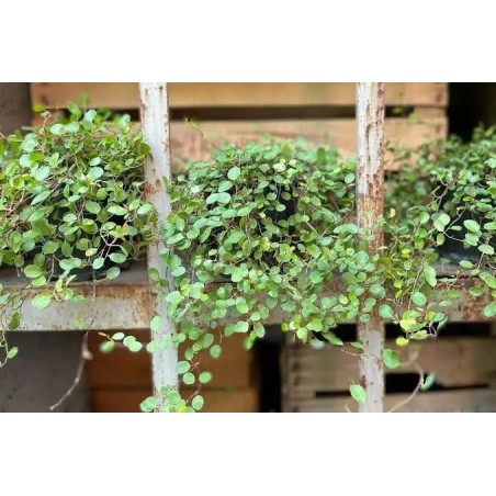 Pianta Muehlenbeckia Vaso 18 cm: Vendita | Mondo Piante