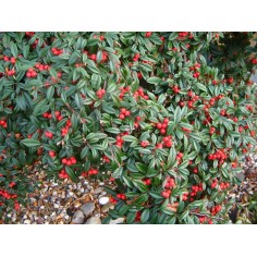 Pianta Cotoneaster Vaso 18 cm: Vendita | Mondo Piante