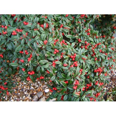 Vendita Piante di Cotoneaster Queen of Carpets Vaso 7cm |Mondo Piante