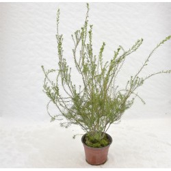 Coleonema Pulchrum, 5x...