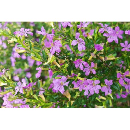 Pianta di Cuphea in Vaso 18cm- Piante Da Cespuglio Online|Mondo Piante