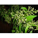 Pianta di Cestrum Vaso  18cm