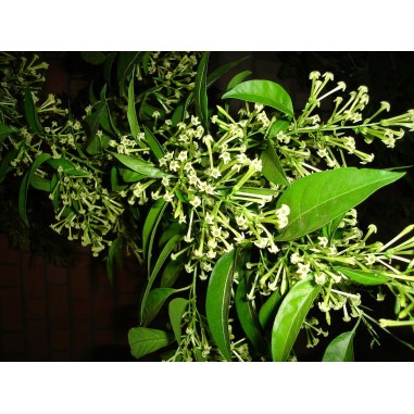 Pianta Cestrum - Vendita Pianta Da Cespuglio Online | Mondo Piante