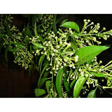 Pianta Cestrum - Vendita Pianta Da Cespuglio Online | Mondo Piante