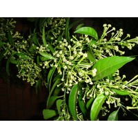 Pianta Cestrum - Vendita Pianta Da Cespuglio Online | Mondo Piante